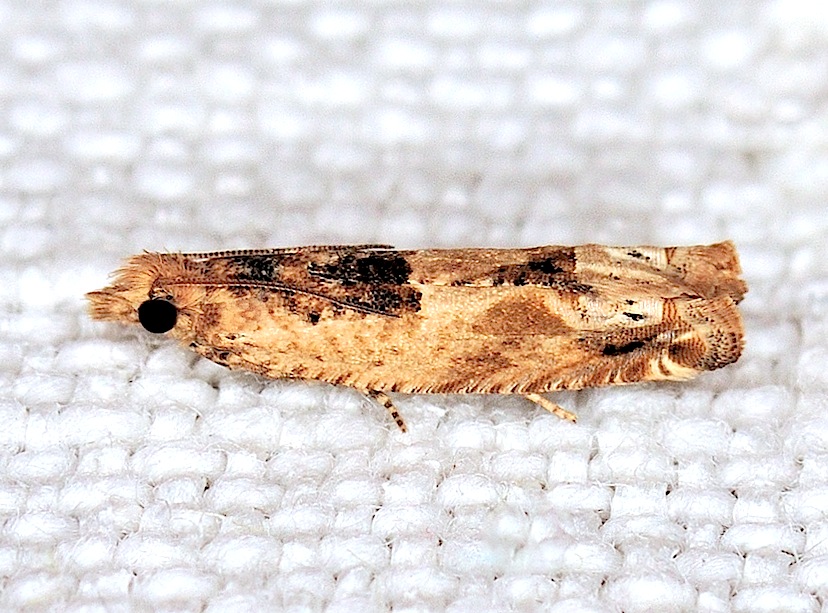 Tortricidae N. 16